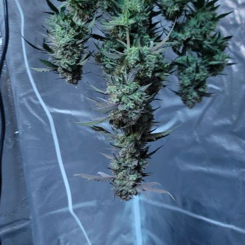 Cuba Libre growlog timeline photo