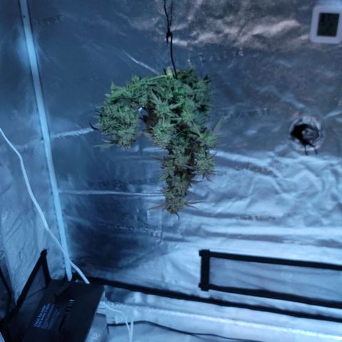 Cuba Libre growlog timeline photo