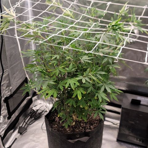 Pinkman Goo #1 growlog timeline photo
