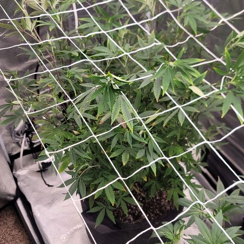 Pinkman Goo #1 growlog timeline photo