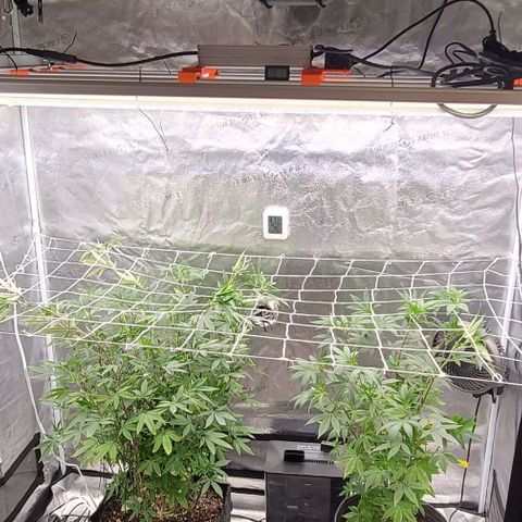 Pinkman Goo #1 growlog timeline photo