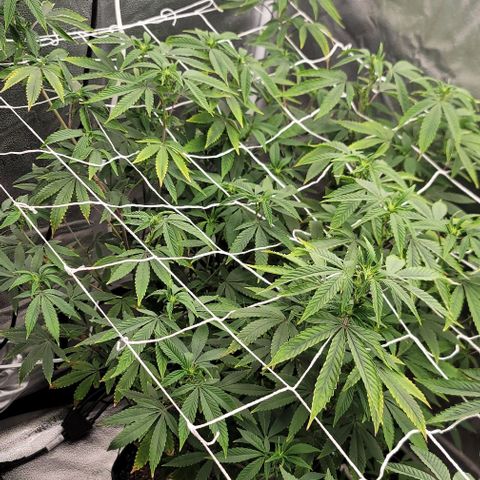 Pinkman Goo #1 growlog timeline photo