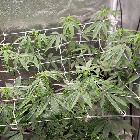 Pinkman Goo #1 growlog timeline photo