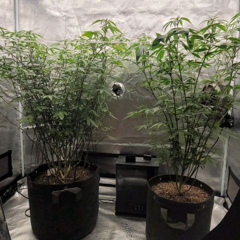 Pinkman Goo #1 growlog timeline photo