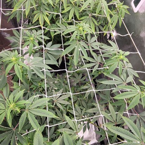 Pinkman Goo #1 growlog timeline photo