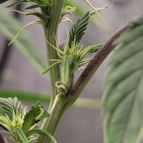 Pinkman Goo #1 growlog timeline photo