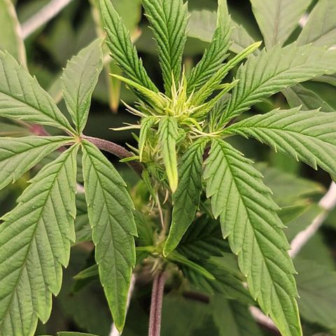 Pinkman Goo #1 growlog timeline photo