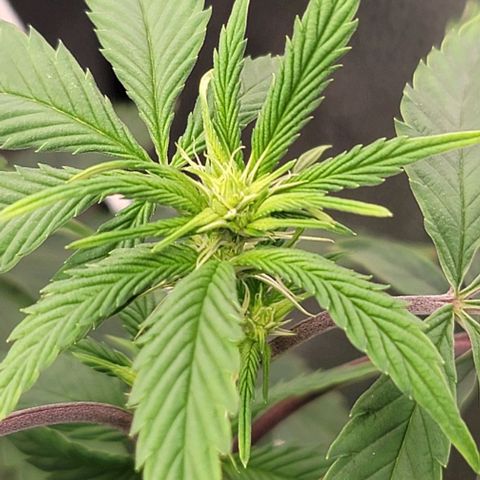 Pinkman Goo #1 growlog timeline photo