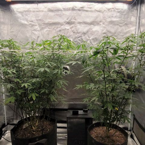Pinkman Goo #1 growlog timeline photo