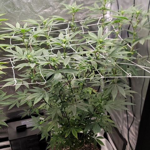 Pinkman Goo #1 growlog timeline photo