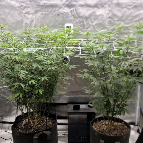Pinkman Goo #1 growlog timeline photo