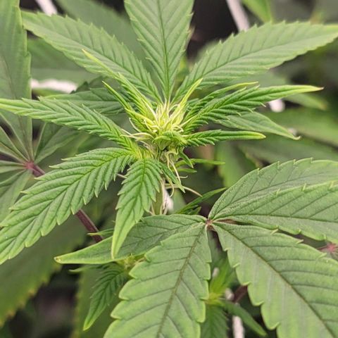 Pinkman Goo #1 growlog timeline photo