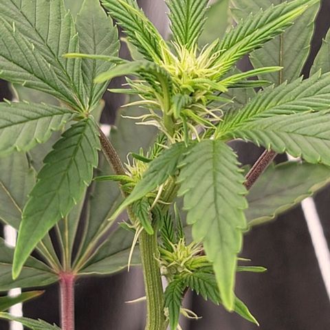 Pinkman Goo #1 growlog timeline photo