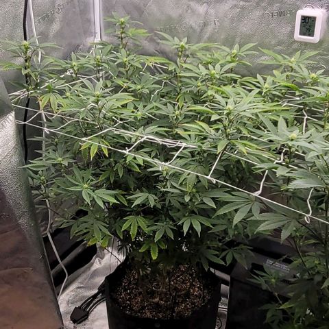 Pinkman Goo #1 growlog timeline photo