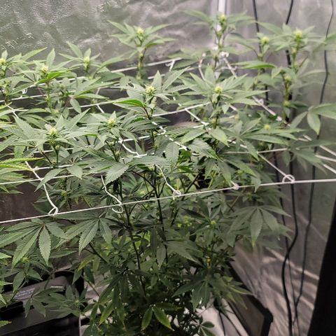 Pinkman Goo #1 growlog timeline photo