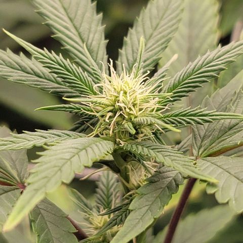 Pinkman Goo #1 growlog timeline photo