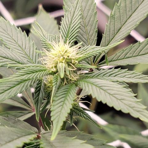 Pinkman Goo #1 growlog timeline photo