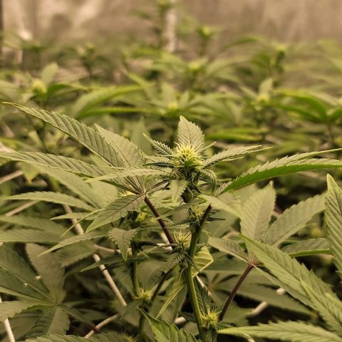 Pinkman Goo #1 growlog timeline photo