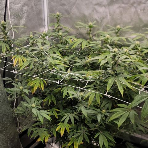 Pinkman Goo #1 growlog timeline photo