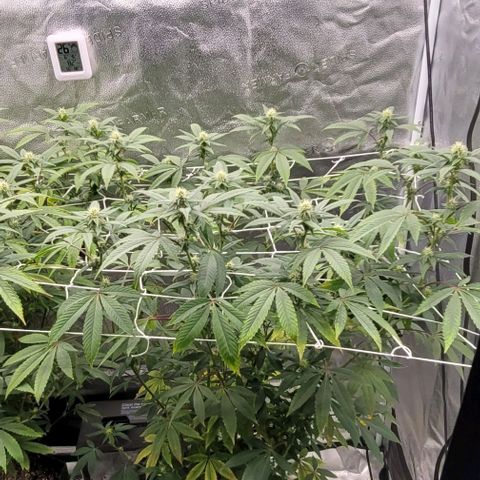 Pinkman Goo #1 growlog timeline photo