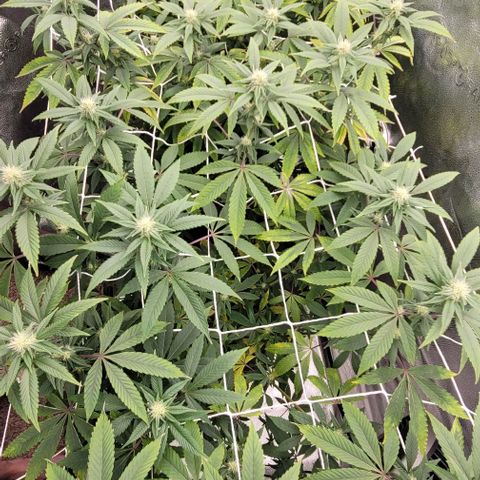 Pinkman Goo #1 growlog timeline photo