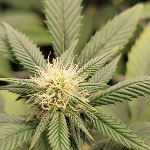 Pinkman Goo #1 growlog timeline photo