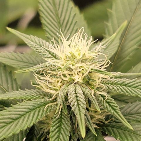 Pinkman Goo #1 growlog timeline photo