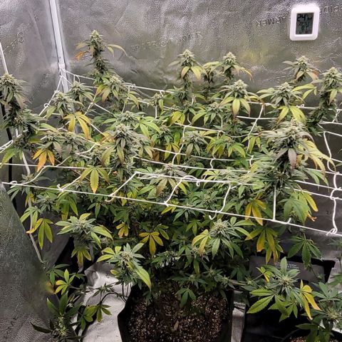 Pinkman Goo #1 growlog timeline photo