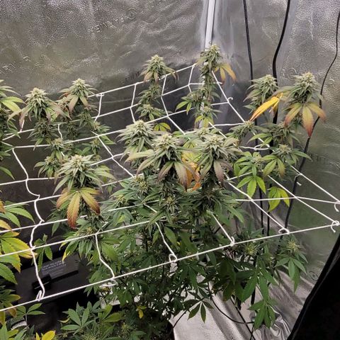 Pinkman Goo #1 growlog timeline photo