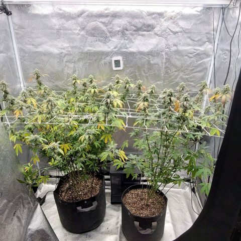 Pinkman Goo #1 growlog timeline photo