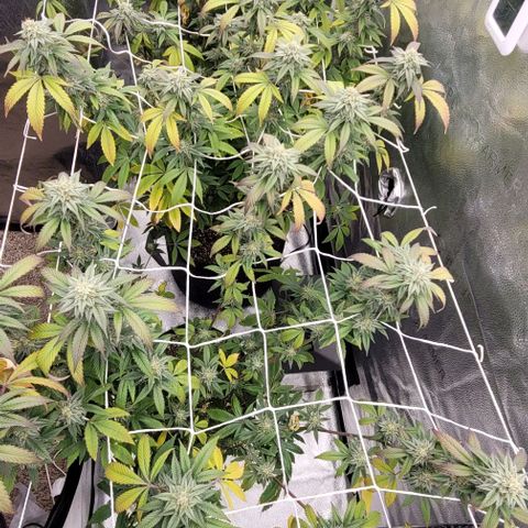 Pinkman Goo #1 growlog timeline photo