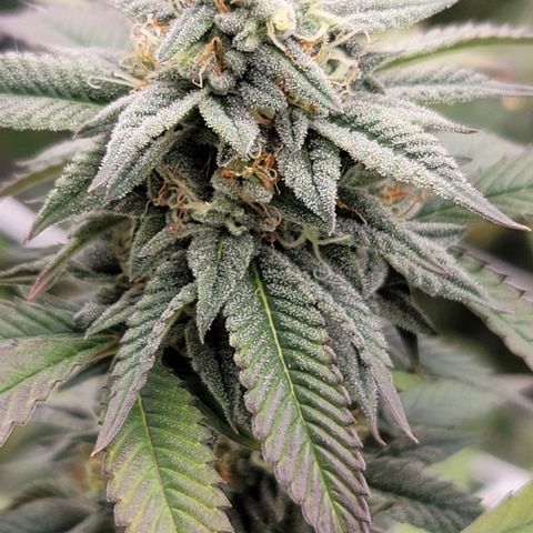 Pinkman Goo #1 growlog timeline photo