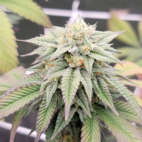 Pinkman Goo #1 growlog timeline photo
