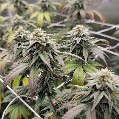 Pinkman Goo #1 growlog timeline photo