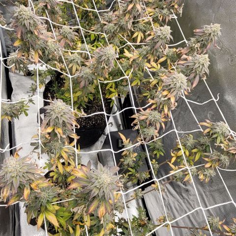 Pinkman Goo #1 growlog timeline photo