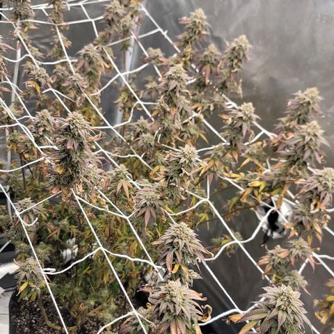 Pinkman Goo #1 growlog timeline photo