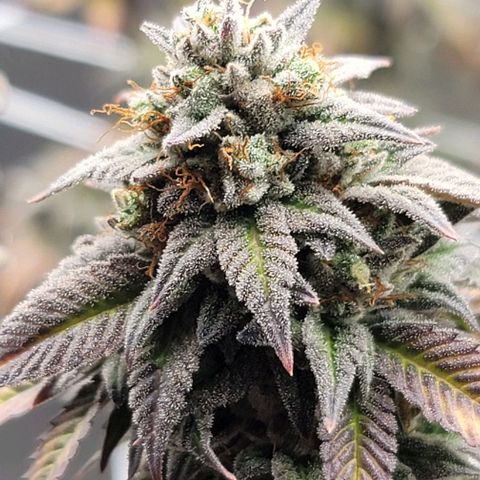 Pinkman Goo #1 growlog timeline photo