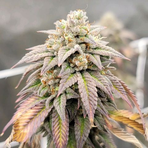 Pinkman Goo #1 growlog timeline photo