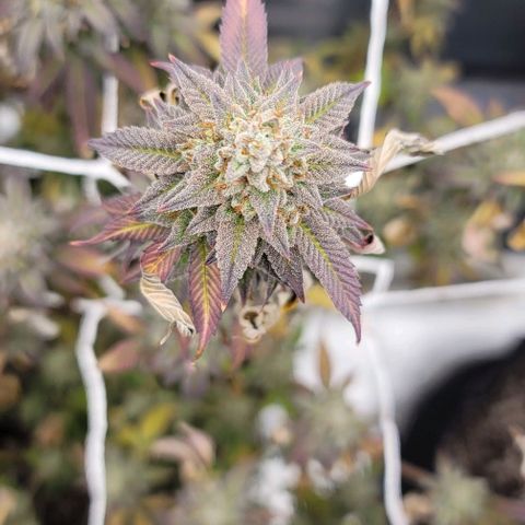 Pinkman Goo #1 growlog timeline photo