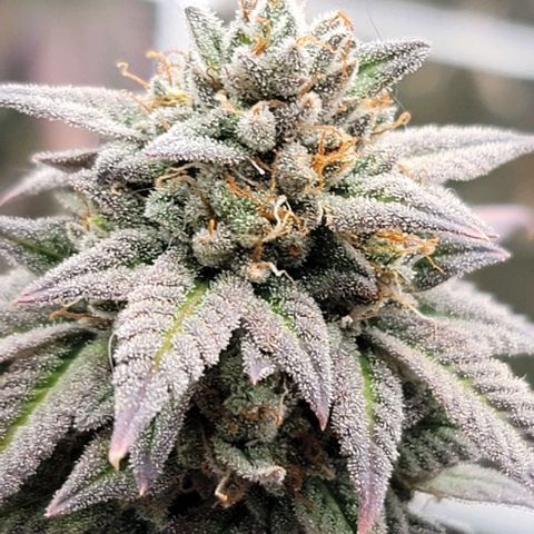 Pinkman Goo #1 growlog timeline photo