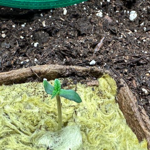 Growlog-Zeitleistenfoto von Blue