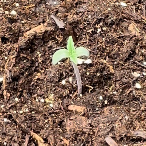 GG#4 growlog timeline photo