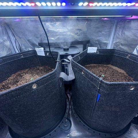 Growlog-Foto von Blue: New kind led x220 9 ins away from seedlings at 25% and 0% 