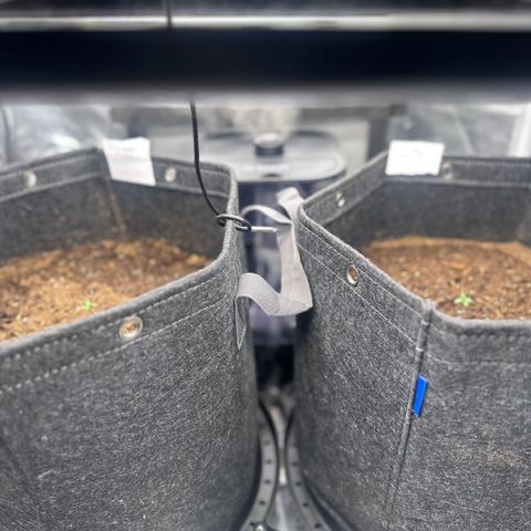 Growlog-Foto von Blue: New kind led x220 9 ins away from seedlings at 25% and 0% 