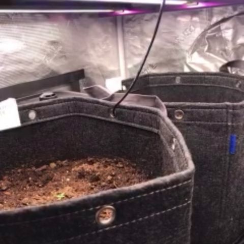 Growlog-Foto von Blue: Security cam using old iPhone 7