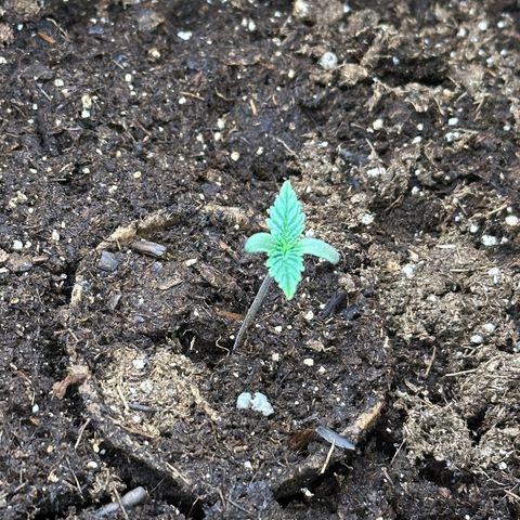 GG#4 growlog photo: Week 2