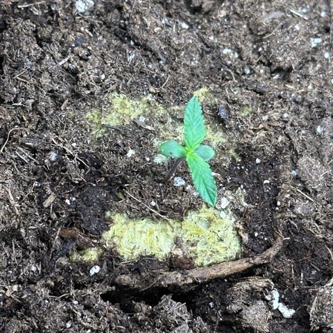Growlog-Foto von Blue: Week 2