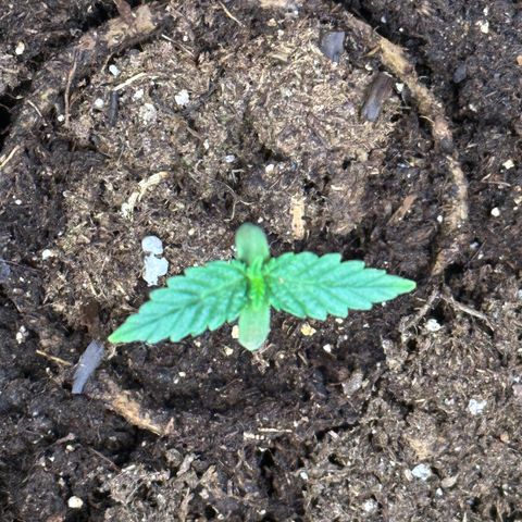 GG#4 growlog photo: 2nd set of new leaves
