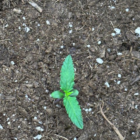 Growlog-Foto von Blue: 2nd set of new leaves