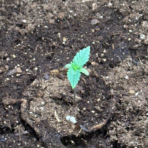 GG#4 growlog timeline photo